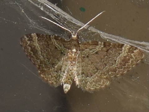 Geometridae da ID: Pasiphila chloerata